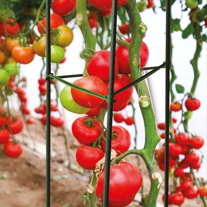 Podpora do pomidorów Plantina 150cm
